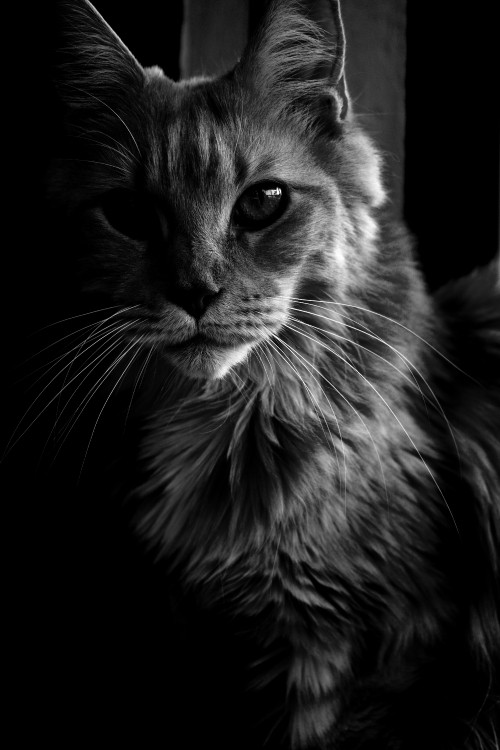 Image grayscale photo of cat looking up