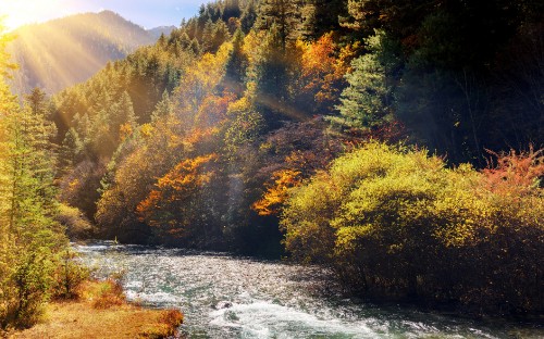 Image yellow and green trees beside river during daytime