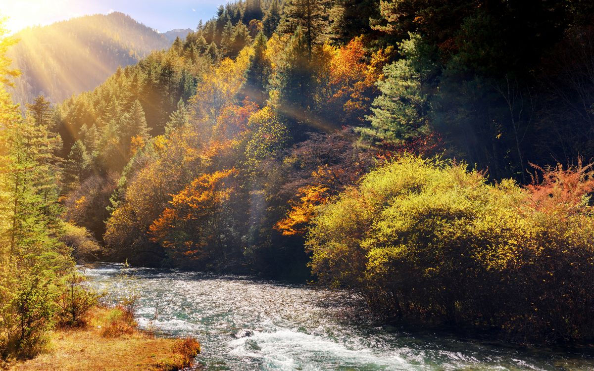 yellow and green trees beside river during daytime