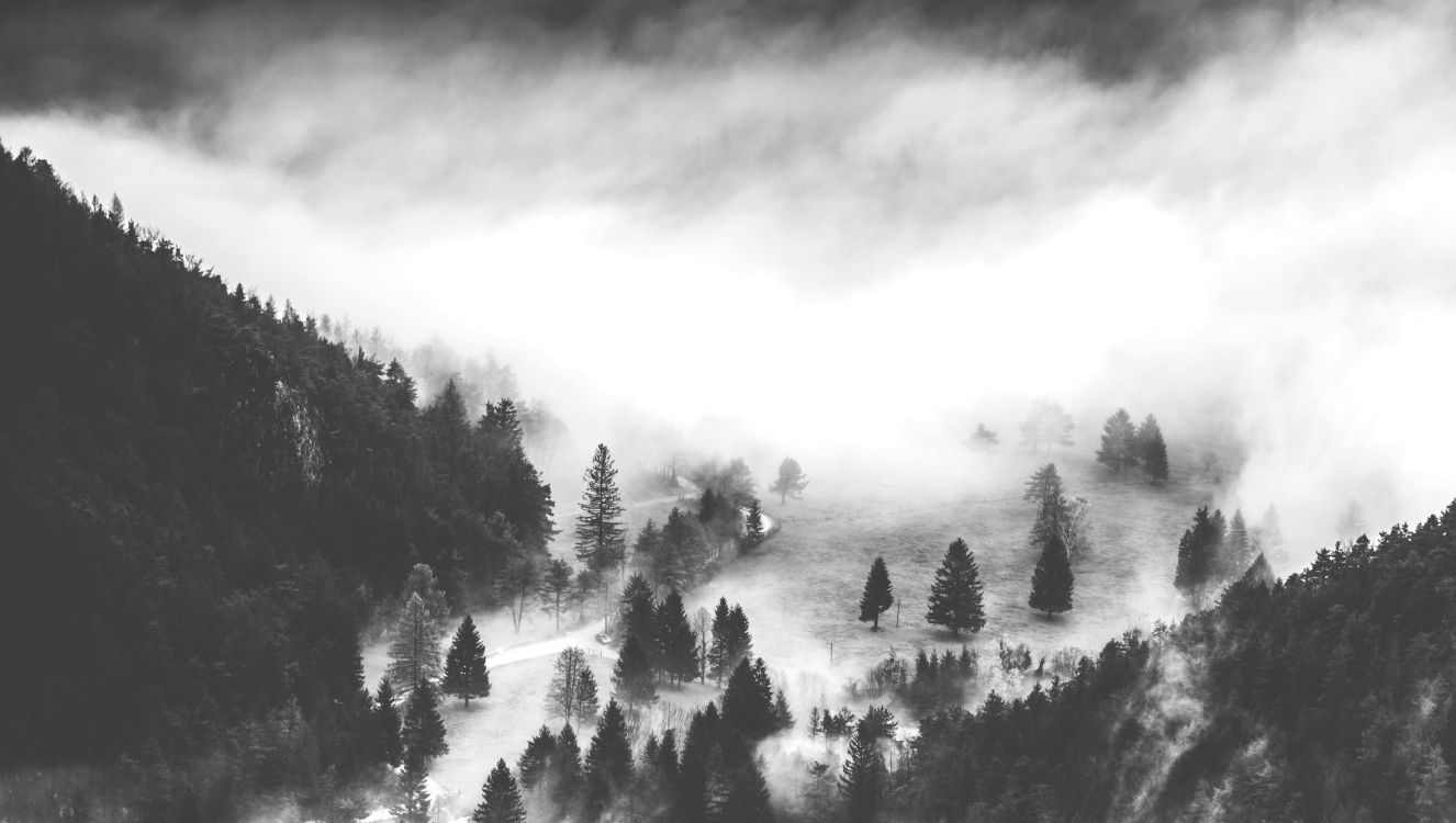 grayscale photo of trees covered with snow