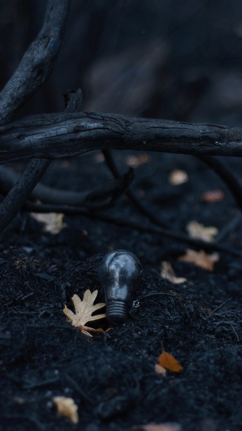 Image darkness, wood, twig, branch, plant