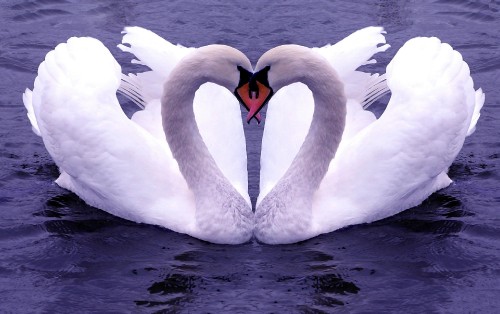 Image lovebird, swan, bird, water bird, ducks geese and swans