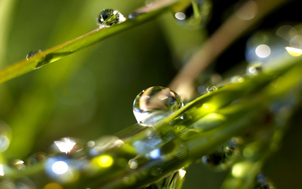 Gotas de Agua en la Hoja Verde. Wallpaper in 2560x1600 Resolution