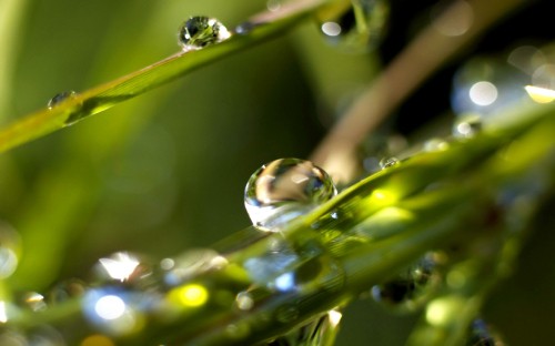 Image water droplets on green leaf