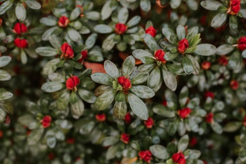 Image green and white flower plant