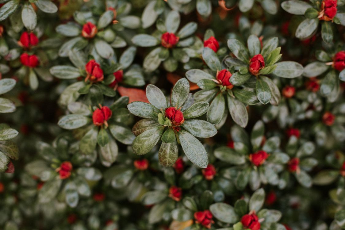 green and white flower plant