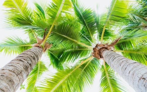 Image green coconut tree during daytime