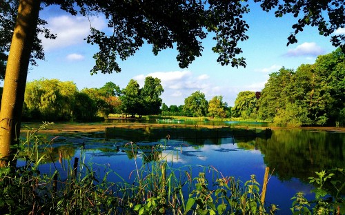 Image green trees beside river under blue sky during daytime