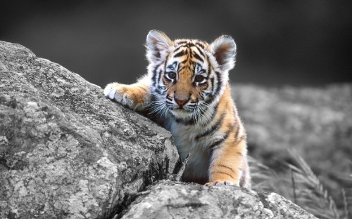 Image tiger lying on gray rock