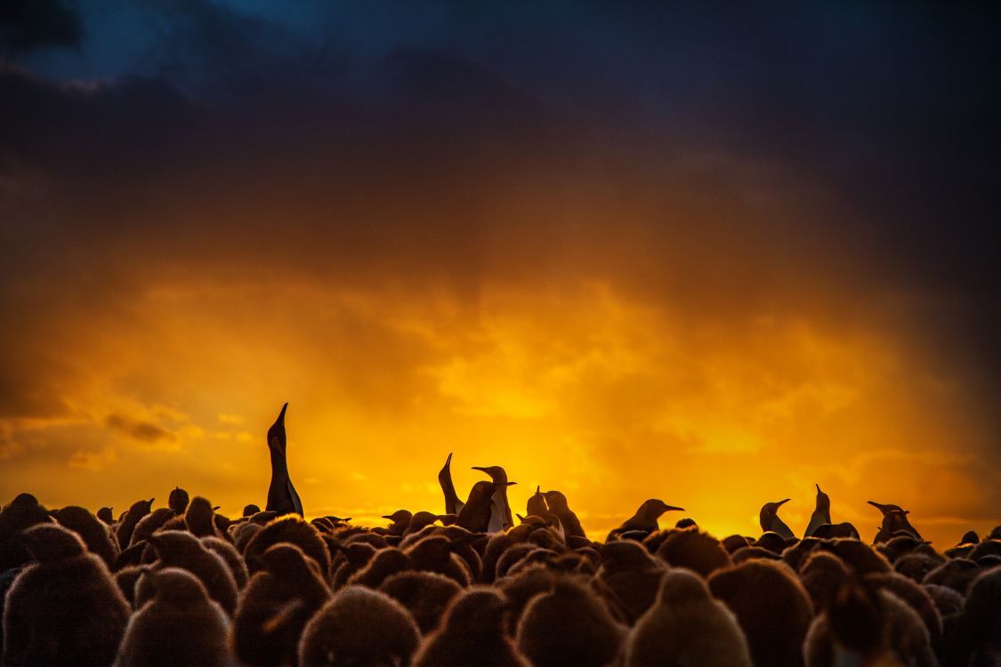 Silueta de Bandada de Pájaros Volando Durante la Puesta de Sol. Wallpaper in 6720x4480 Resolution