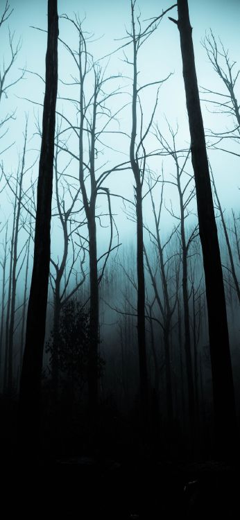 creepy woods wallpaper