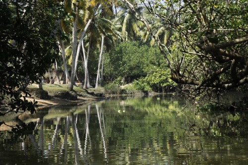 Image green trees beside river during daytime