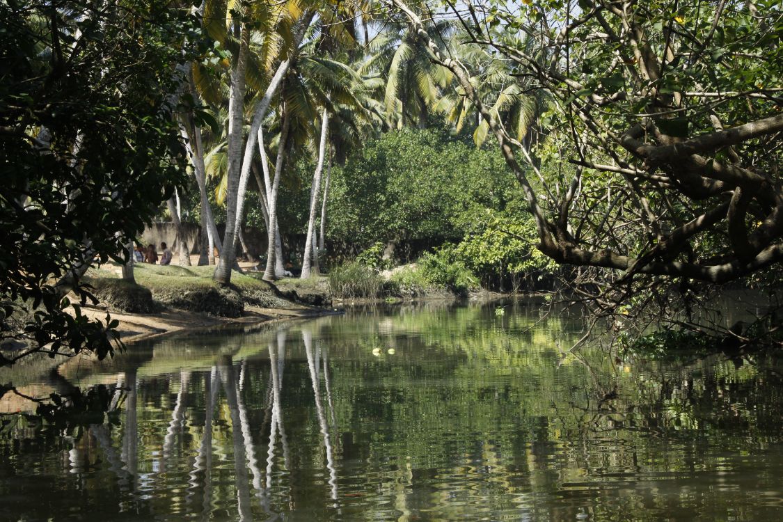 green trees beside river during daytime