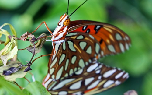 Image brown and white butterfly on green leaf