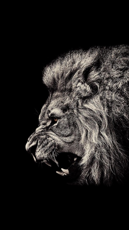 Image lion, amoled, OLED, Carnivore, darkness