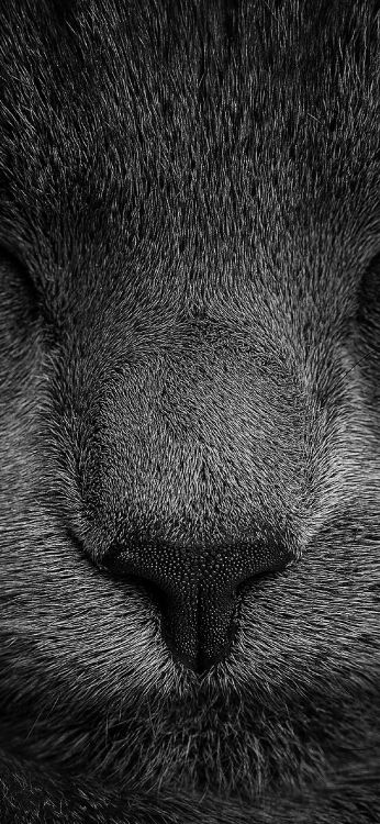 Grayscale Photo of Cats Eye. Wallpaper in 1242x2688 Resolution