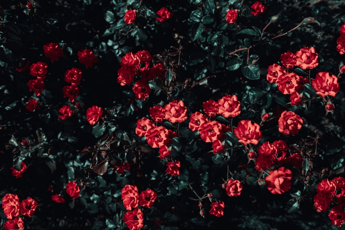 Rote Blüten Mit Grünen Blättern. Wallpaper in 6000x4000 Resolution
