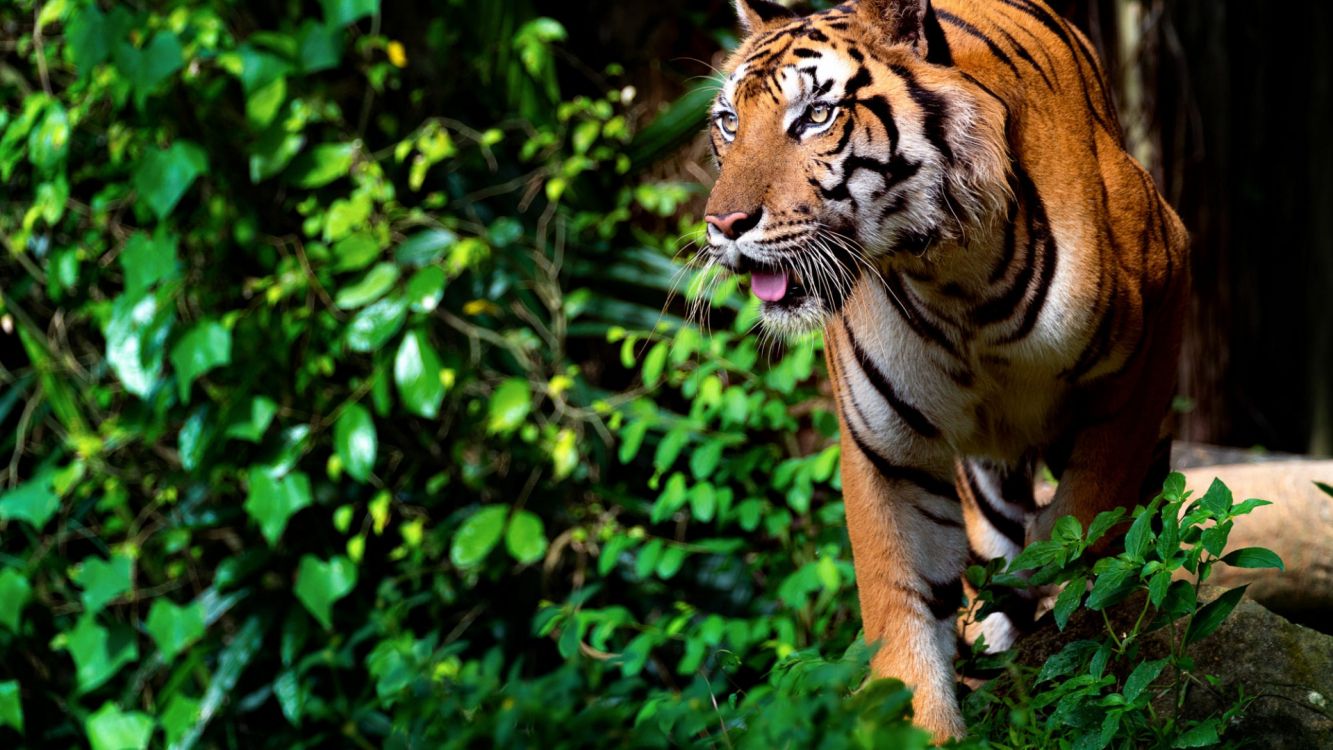 野生动物 孟加拉虎 西伯利亚虎 老虎 猫科高清壁纸 花卉图片 桌面背景和图片
