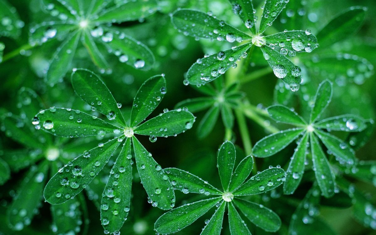 Green Leaves With Water Droplets. Wallpaper in 2560x1600 Resolution