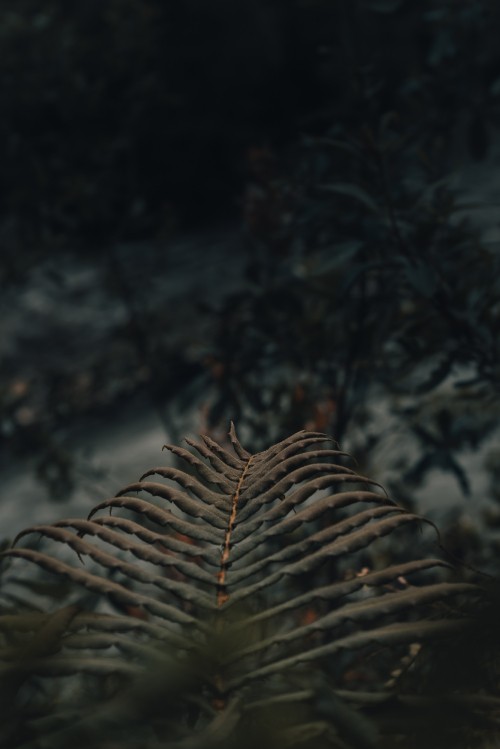 Image brown tree branch in close up photography