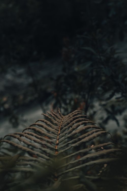 brown tree branch in close up photography