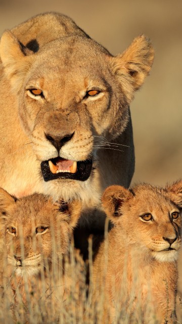 Image brown lion cub on brown grass field during daytime