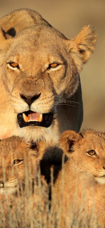 Image brown lion cub on brown grass field during daytime