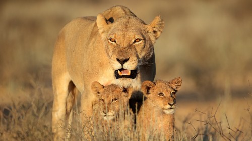 Image brown lion cub on brown grass field during daytime