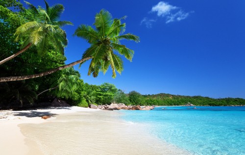 Image green palm tree on beach during daytime