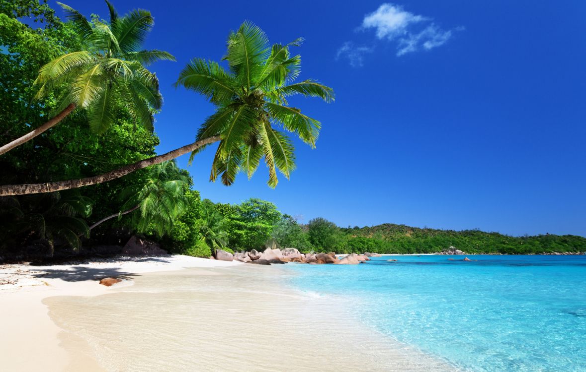 green palm tree on beach during daytime