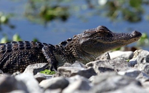 Image black crocodile on gray rock