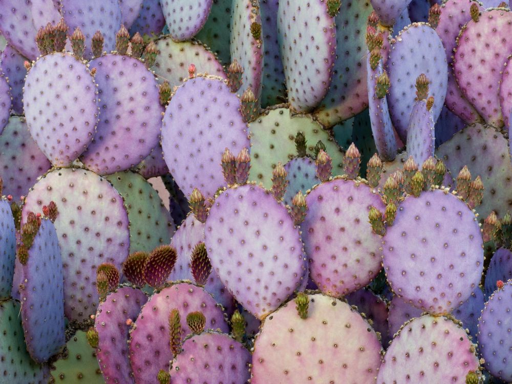 IPad, Ipad Pro, IPad Pro 2017, Apple, Cactus Violet. Wallpaper in 4619x3463 Resolution