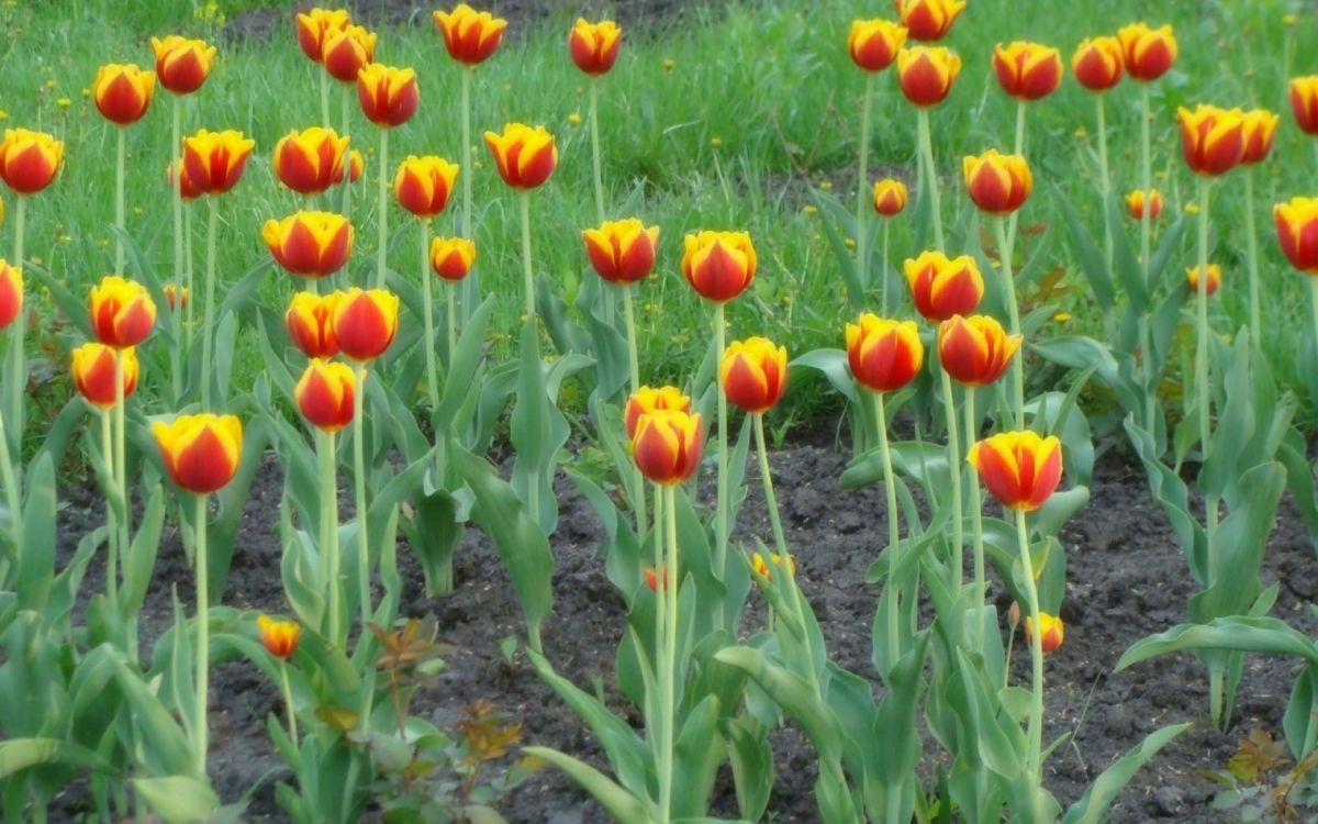 Tagsüber Blühen Rote Tulpen. Wallpaper in 1920x1200 Resolution