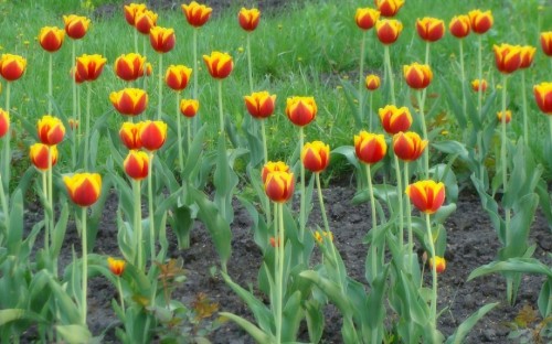 Image red tulips in bloom during daytime