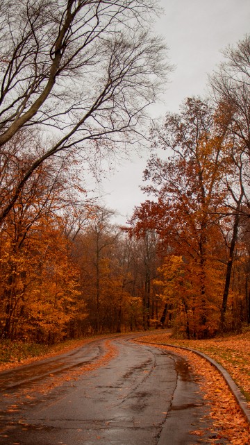 Image nature, natural landscape, tree, road, leaf