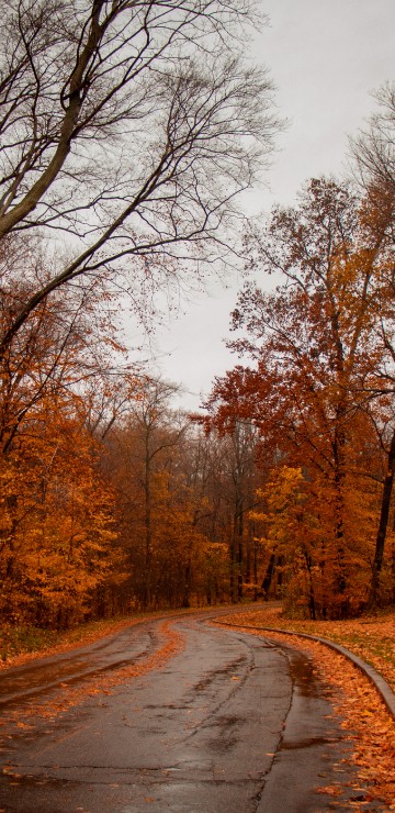 Image nature, natural landscape, tree, road, leaf