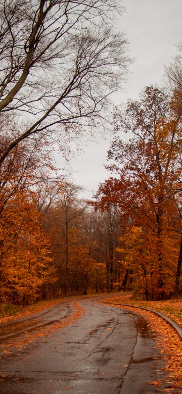Image nature, natural landscape, tree, road, leaf