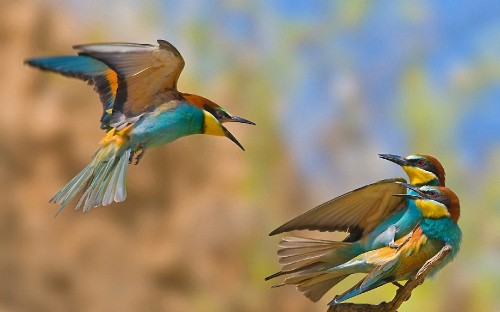 Image blue and brown bird flying during daytime