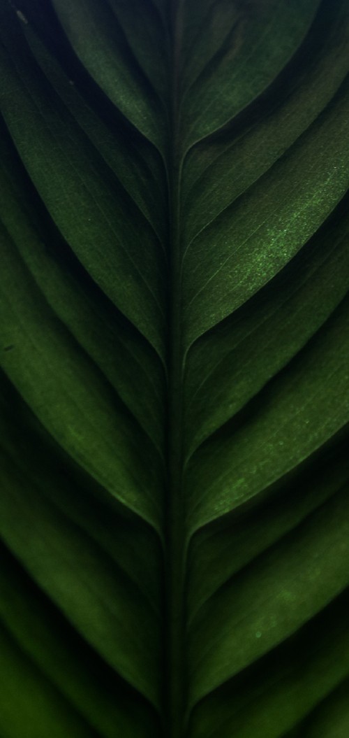 Image close up, plant stem, banana leaf, biology, plant