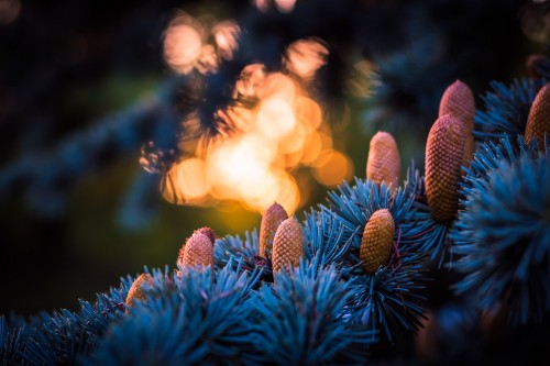 Image blue, light, tree, plant, pine family