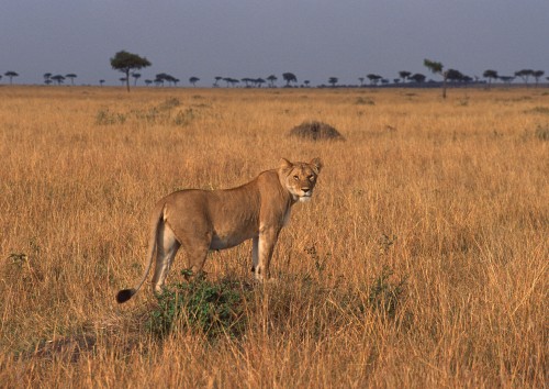 Image brown lioness on brown grass field during daytime