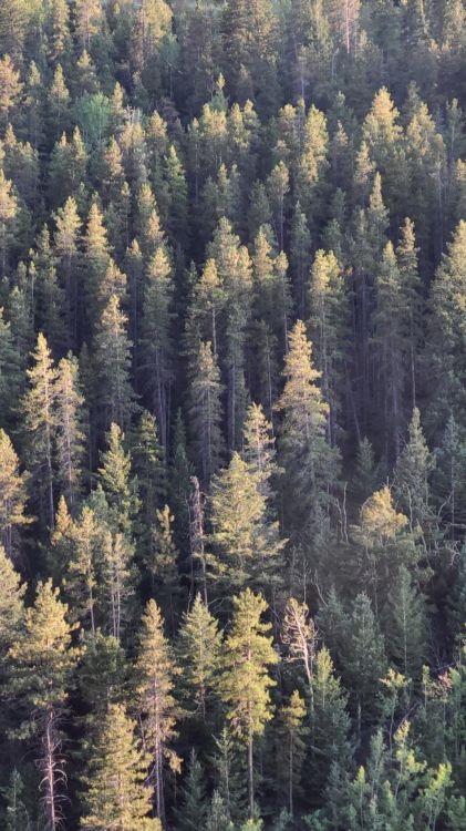 Fichten-Tannen-Wald, Fichtenwälder, Damaksnis, Fir, Gemäßigten Nadelwald. Wallpaper in 1078x1916 Resolution