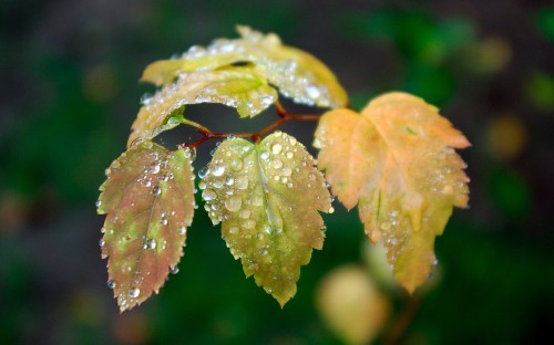 Image green leaf with water droplets