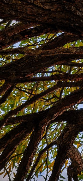 tree, leaf, Plants, biology, Trunk