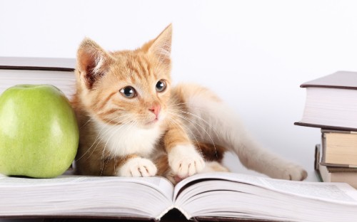 Image orange tabby cat lying on white textile