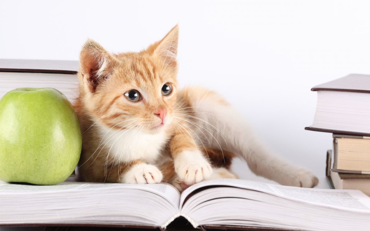 orange tabby cat lying on white textile