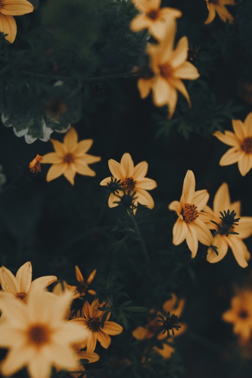 Image yellow and black flowers in bloom