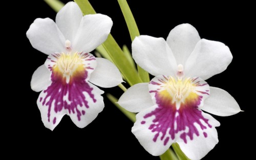 Image white and purple flower with black background