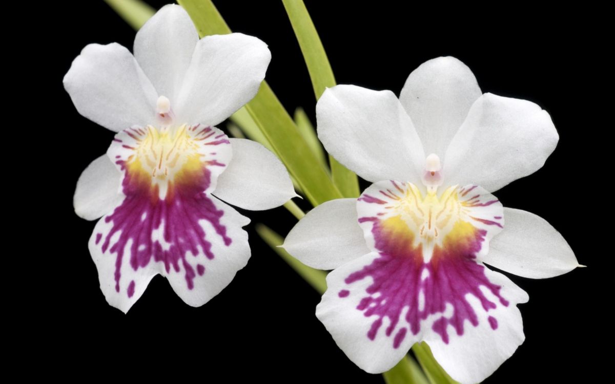 white and purple flower with black background