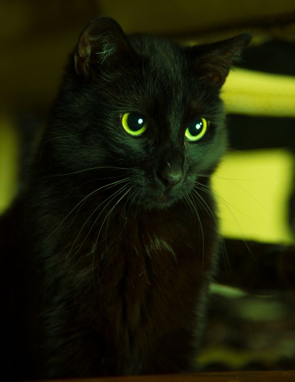Schwarze Katze in Tilt-Shift-Linse. Wallpaper in 3558x4608 Resolution